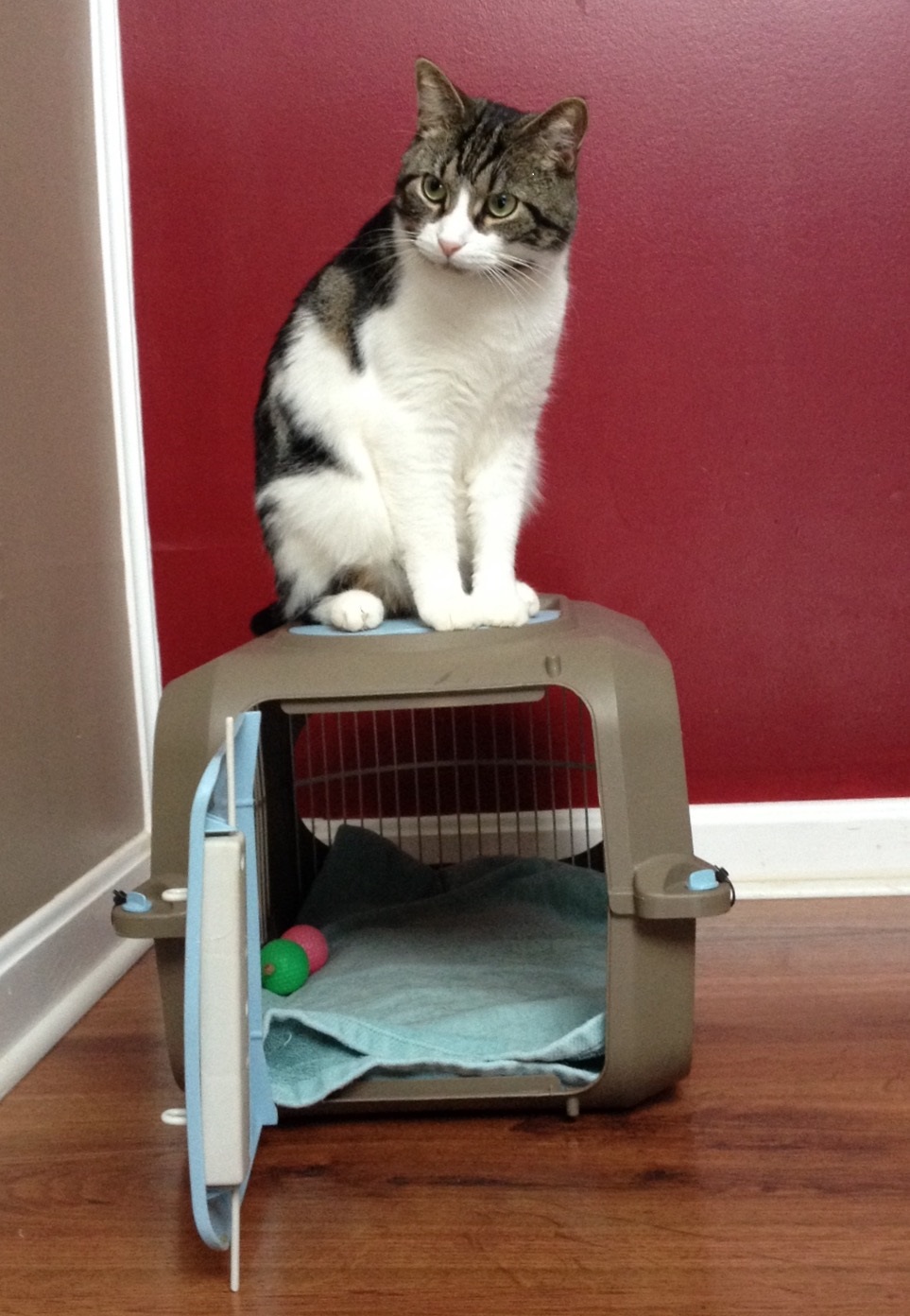 Rudy (Janice's cat)